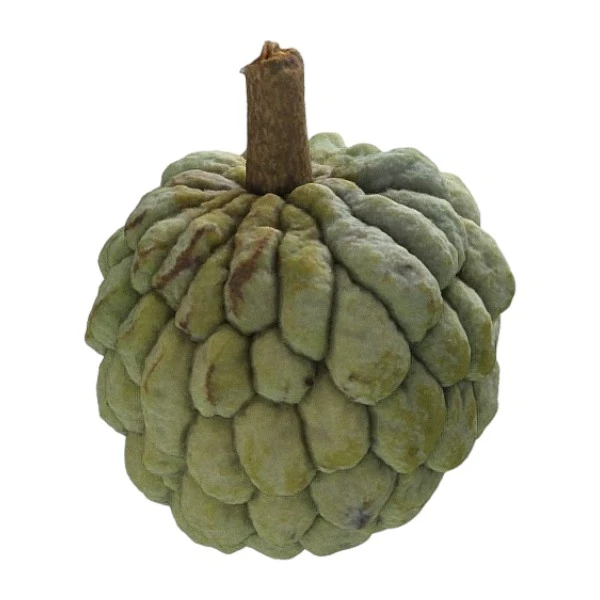 Annona squamosa L.